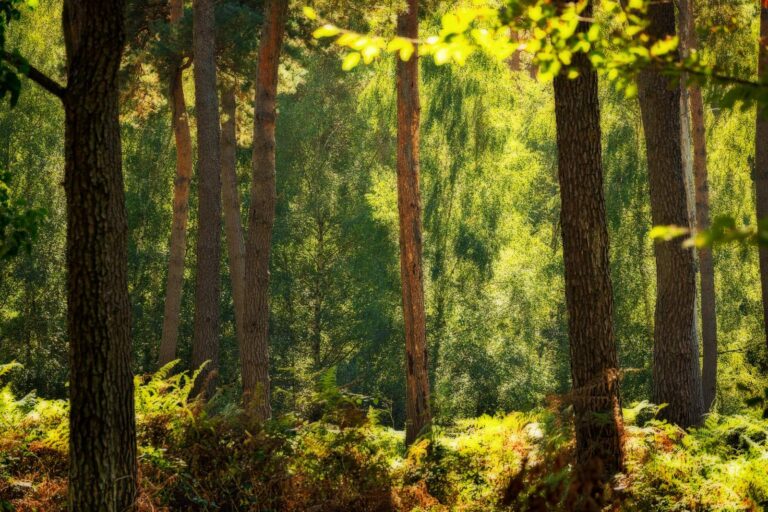 Spätsommerlich(t) ­­- die Analyse