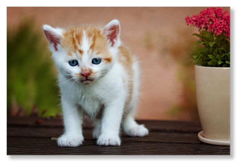 Hallo Welt!